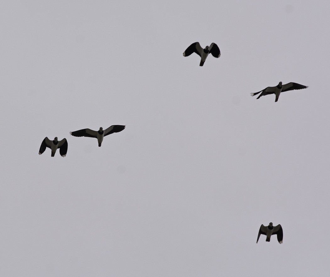Northern Lapwing