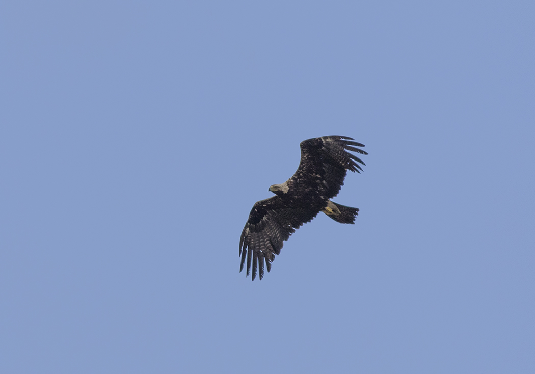Eastern Imperial Eagle