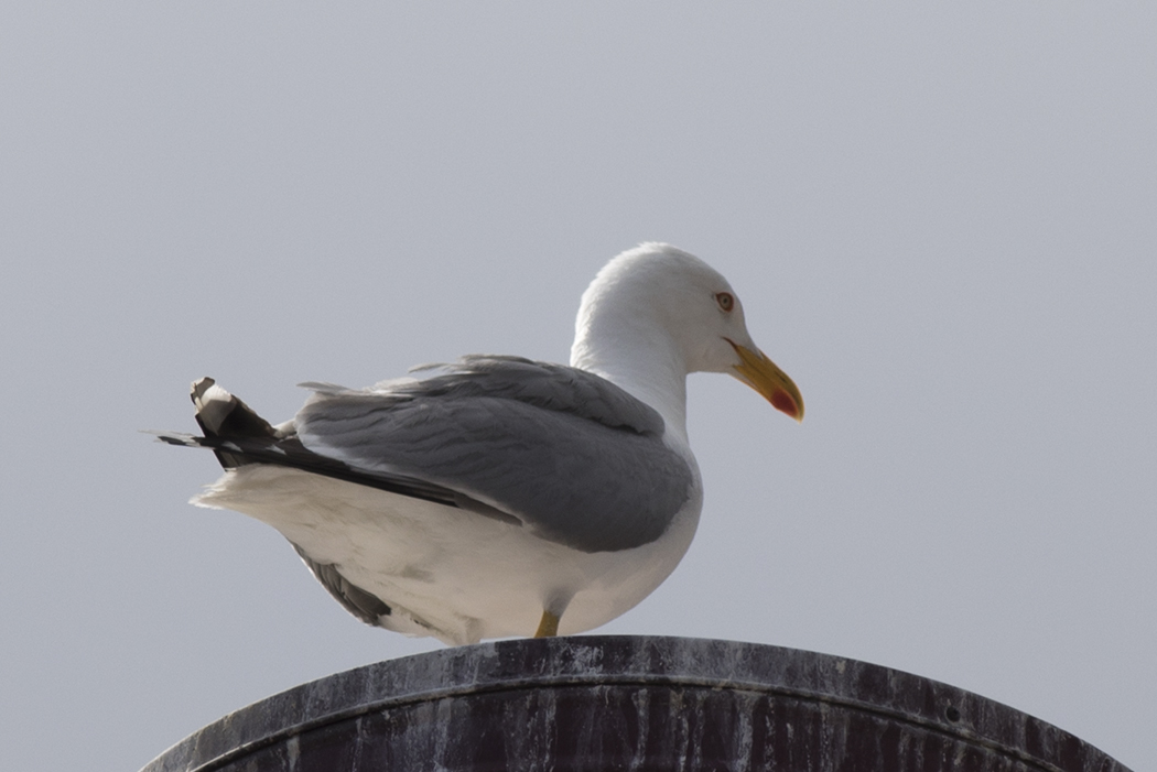 Yellow-legged Gull
