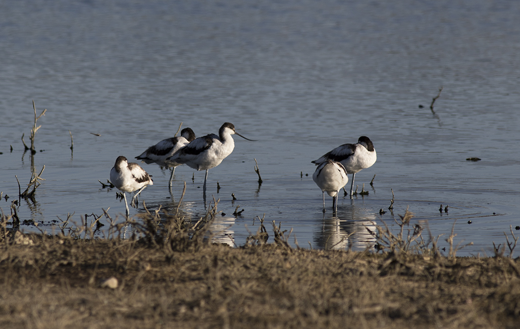 Pied Avocet
