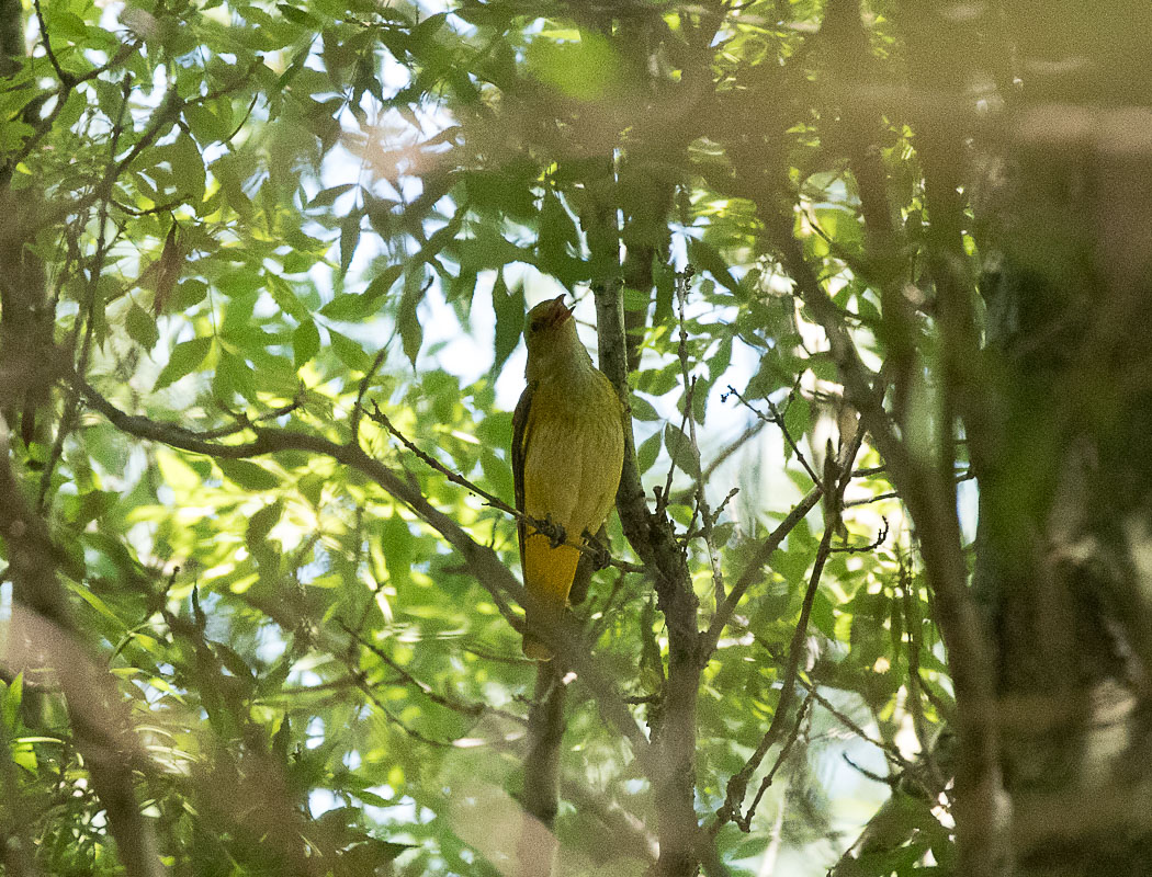 Eurasian Golden Oriole