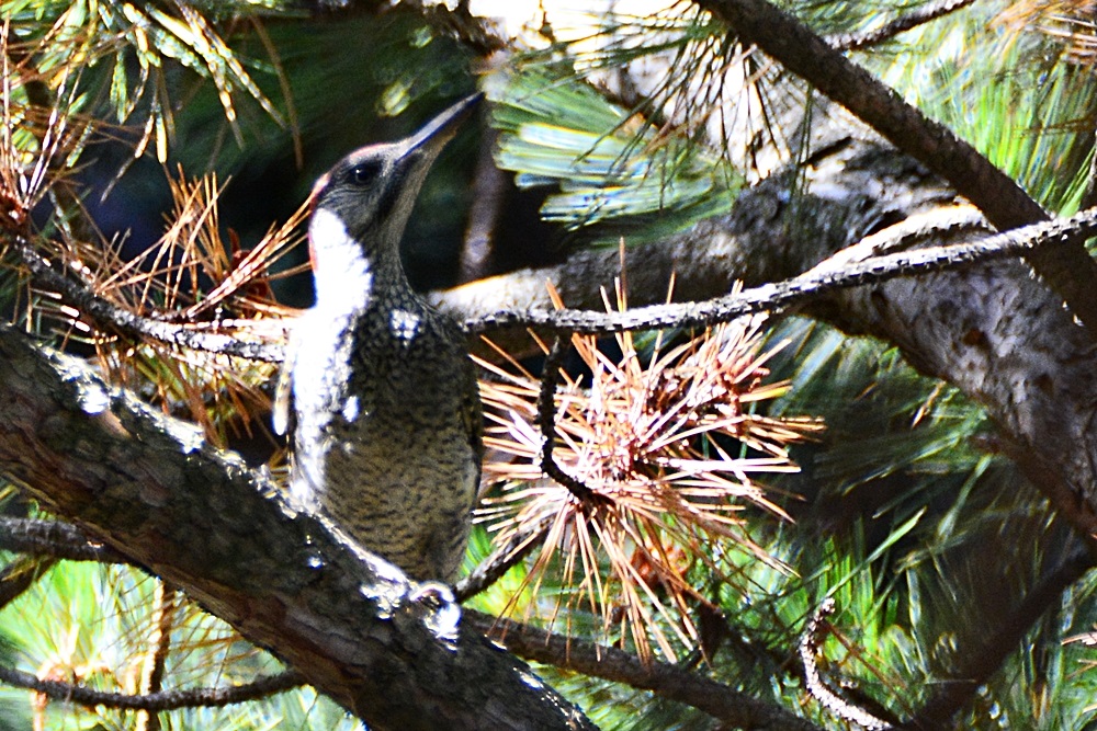 European Green Woodpecker