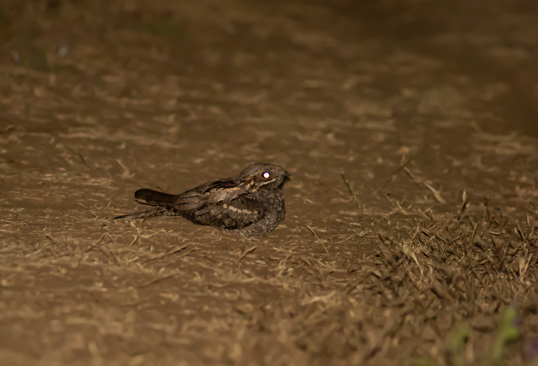 European Nightjar