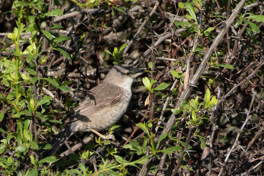 Çizgili Ötleğen