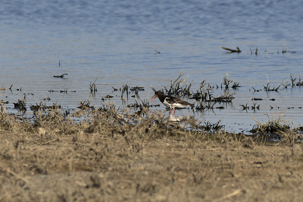 Eurasian Oystercatcher