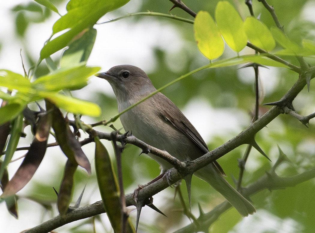 Garden Warbler