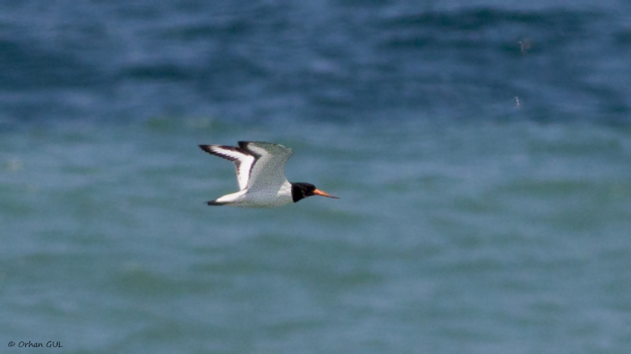 Eurasian Oystercatcher