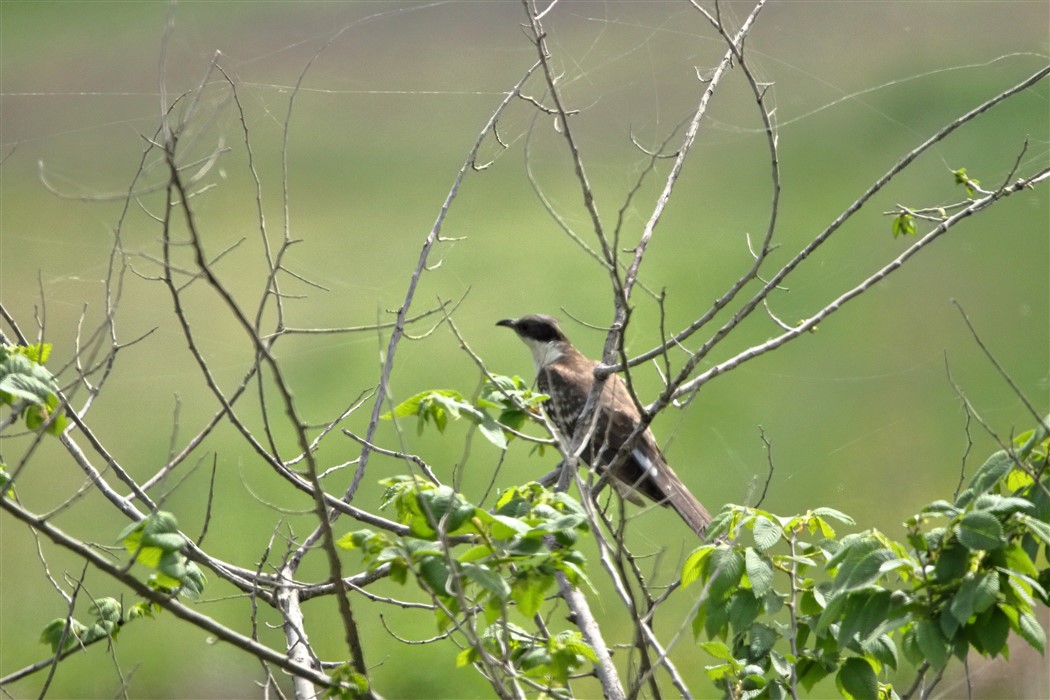 Great Spotted Cuckoo