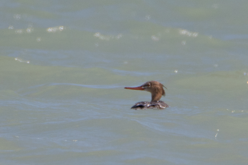 Red-breasted Merganser