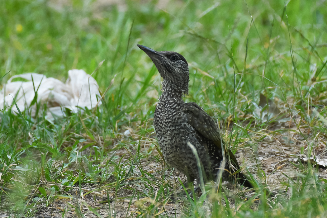 European Green Woodpecker