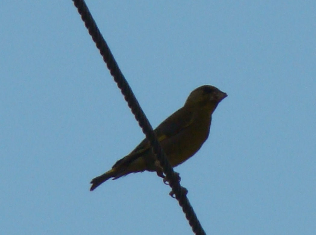 European Greenfinch