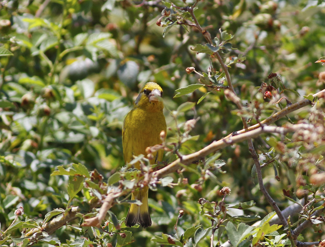European Greenfinch