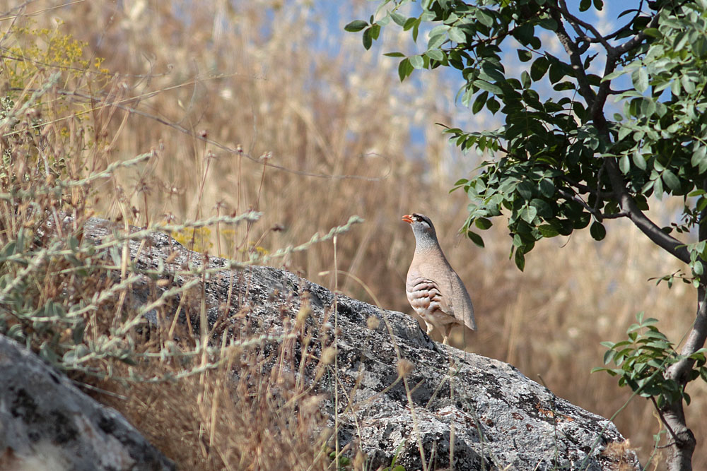 See-see Partridge