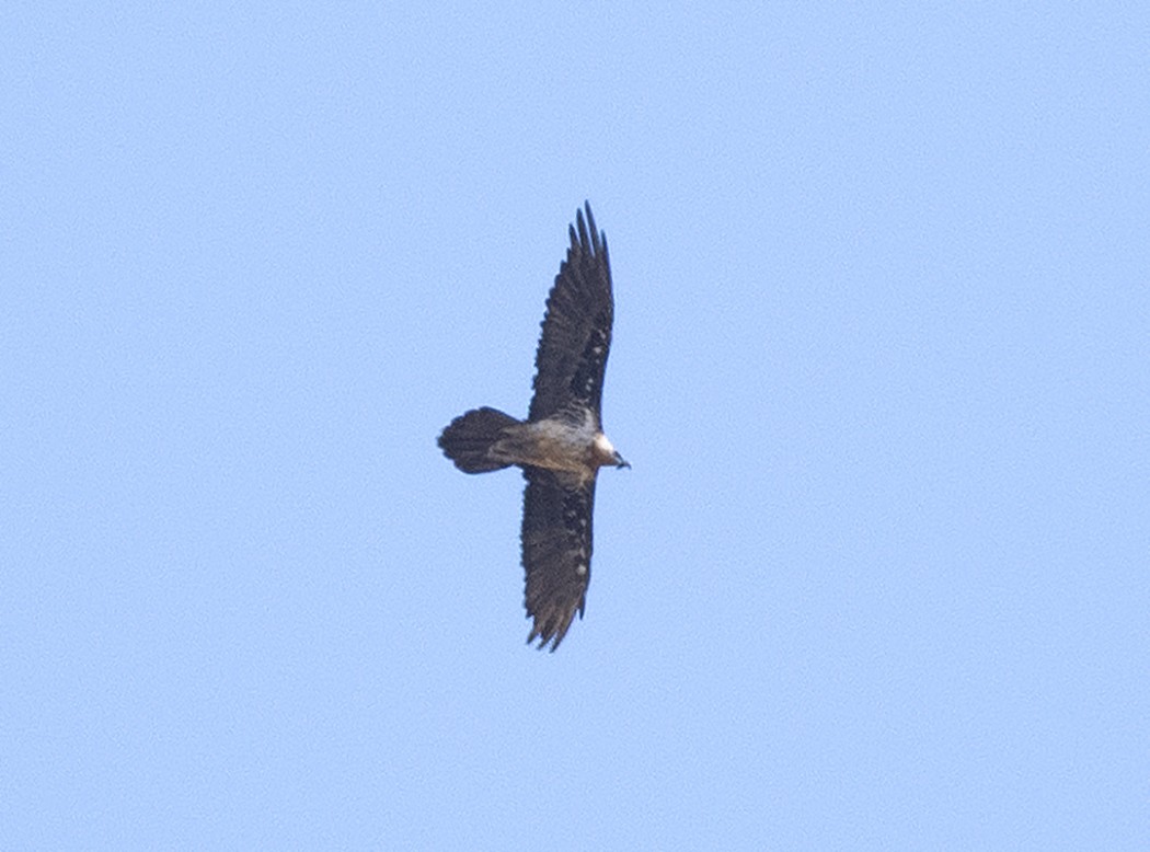 Bearded Vulture