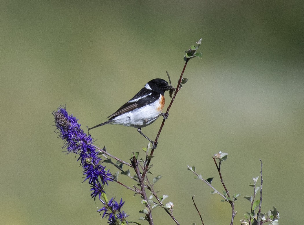 Siberian Stonechat