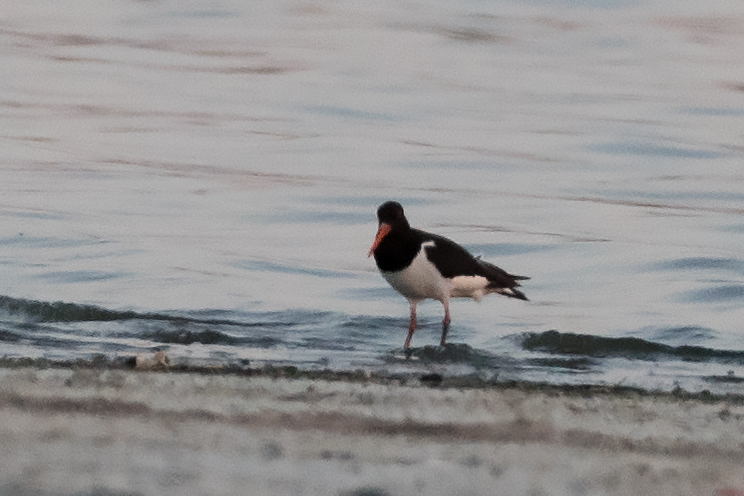 Eurasian Oystercatcher