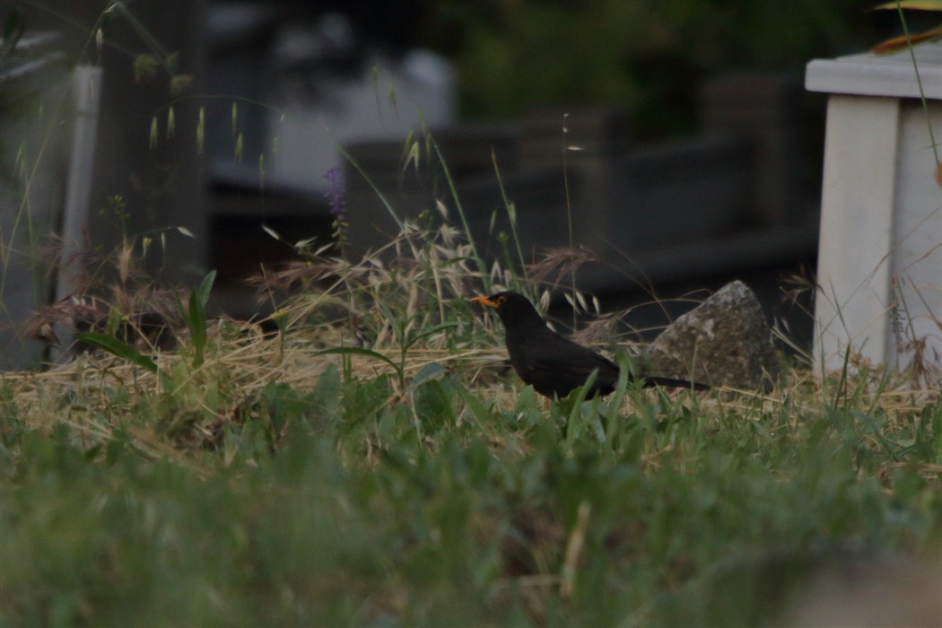 Common Blackbird