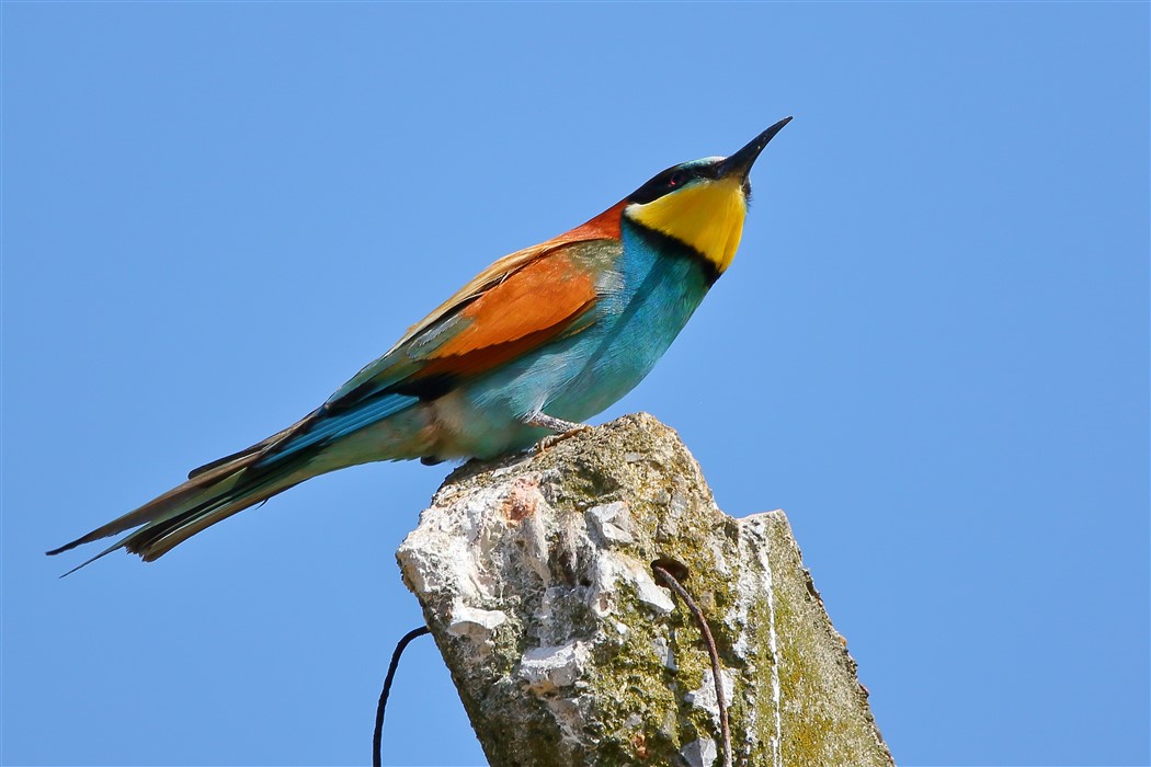 European Bee-eater