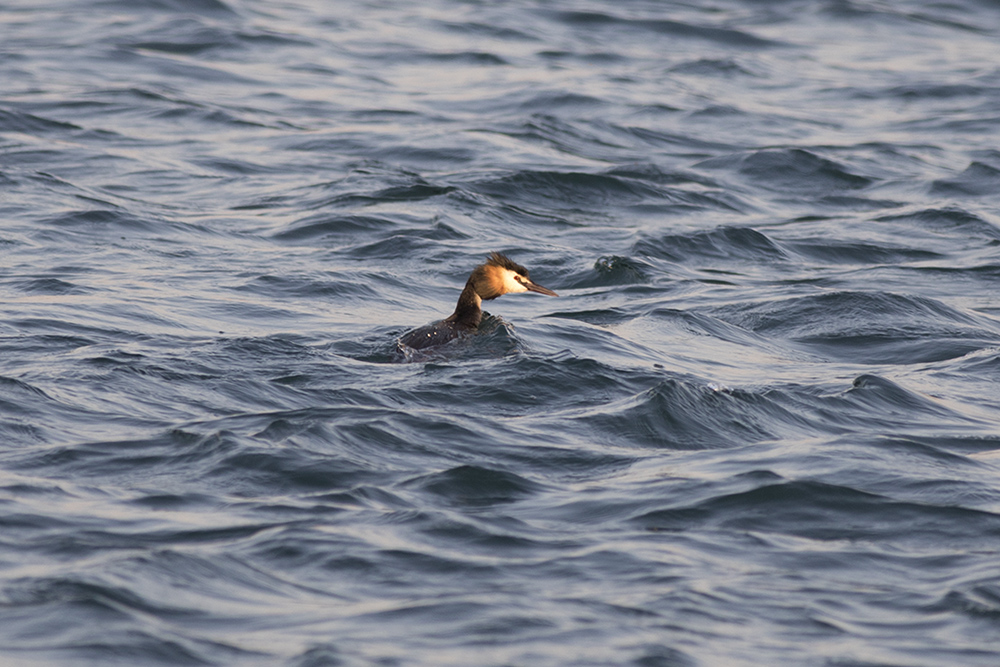Great Crested Grebe