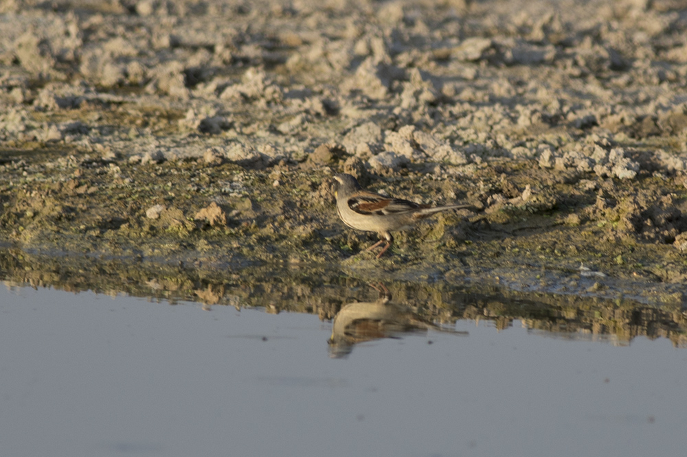 Dead Sea Sparrow