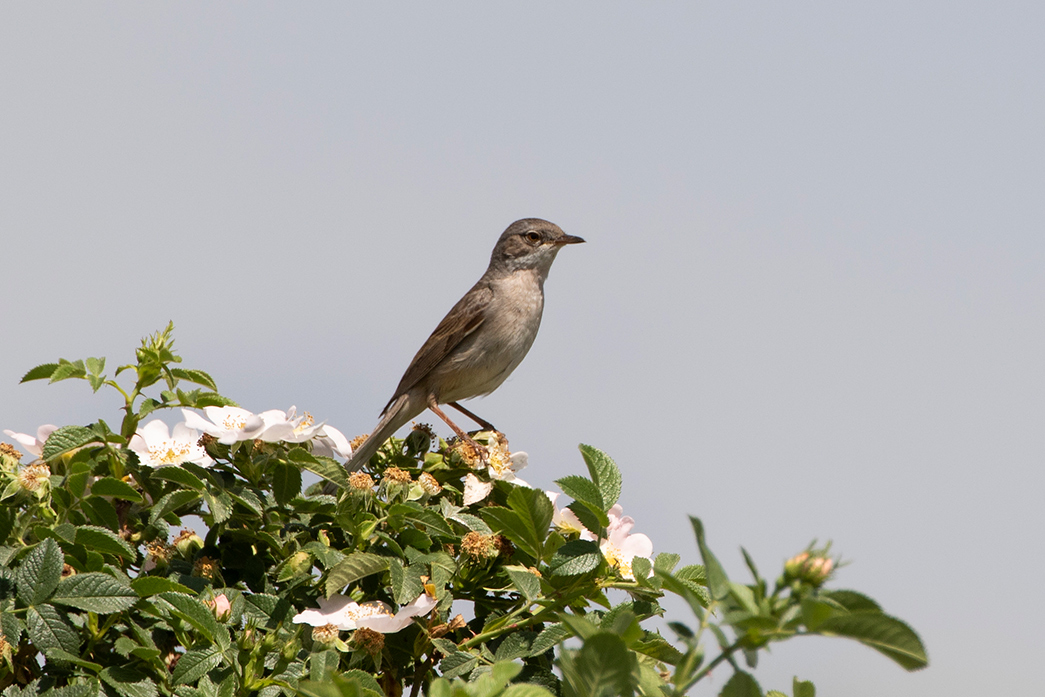 Common Whitethroat