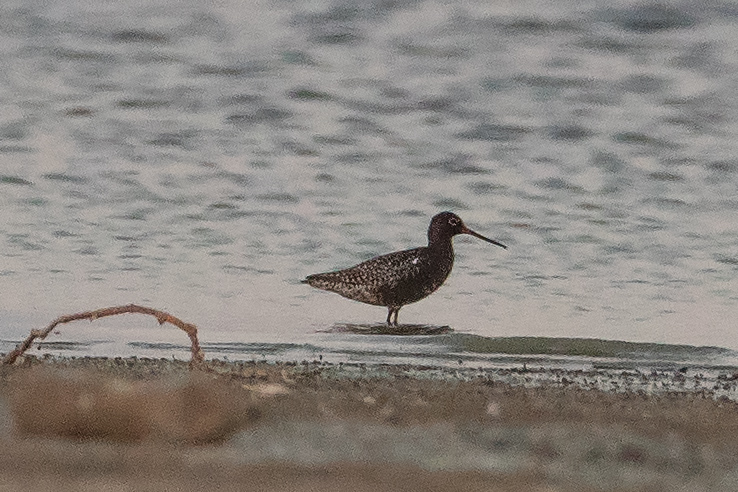 Spotted Redshank