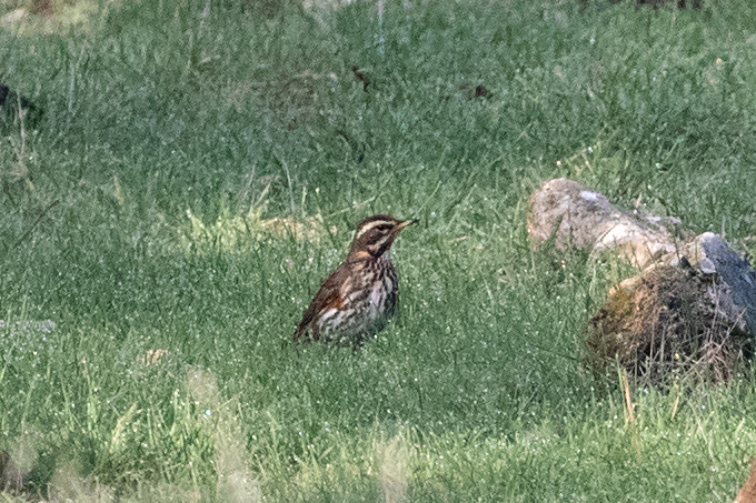 Redwing