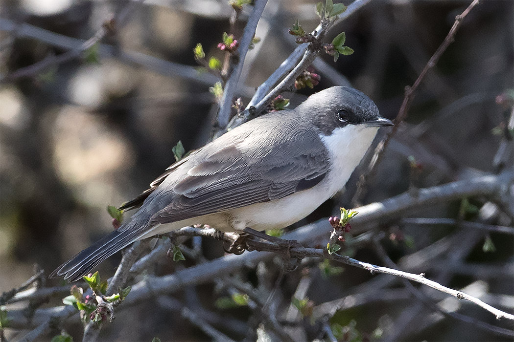 Lesser Whitethroat