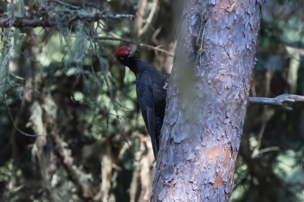 Black Woodpecker