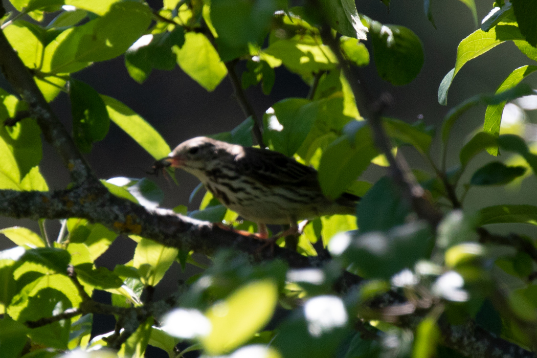 Tree Pipit