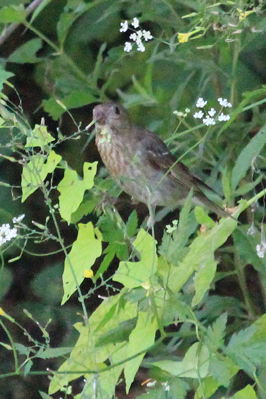 Common Rosefinch