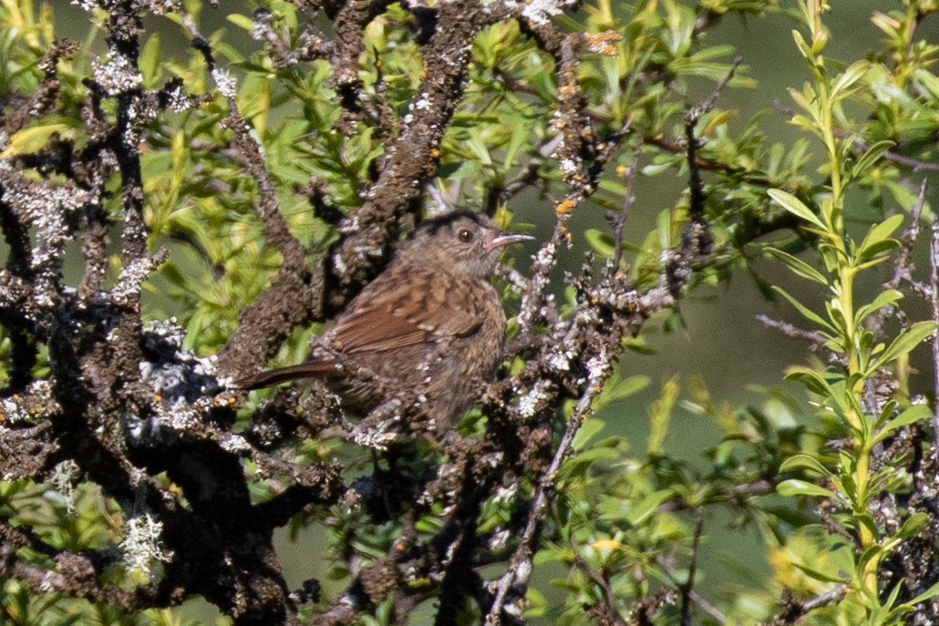 Dunnock