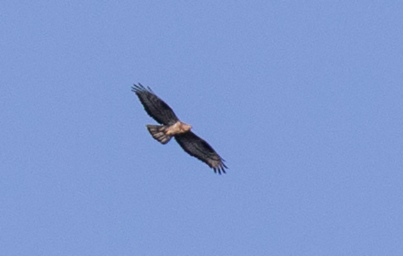 European Honey Buzzard
