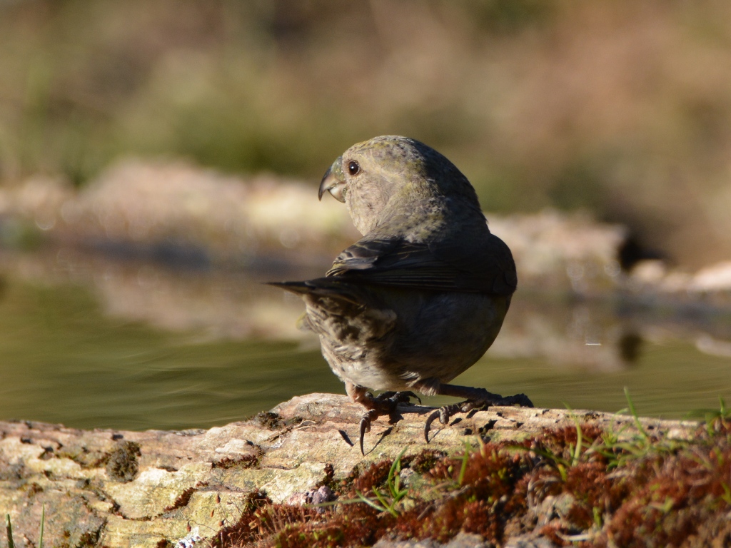 Red Crossbill