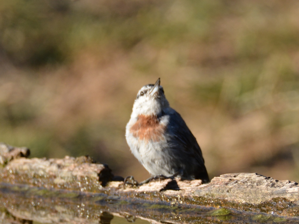 Krüper`s Nuthatch