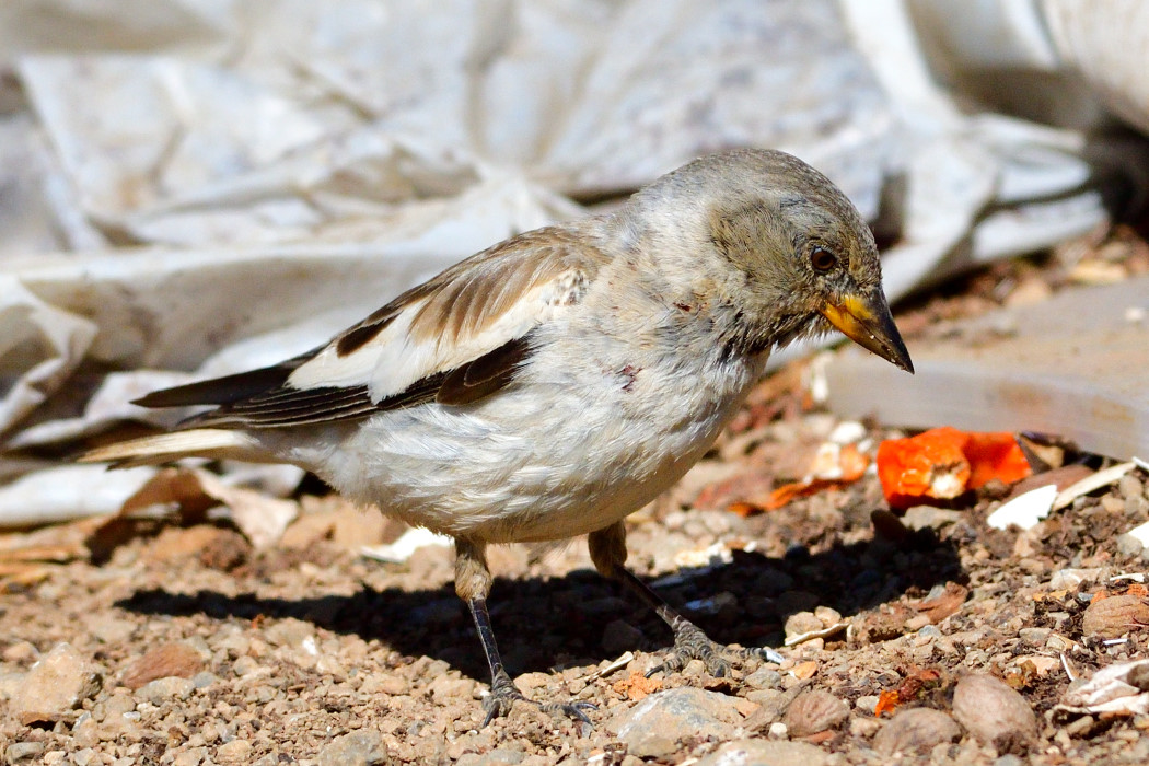 White-winged Snowfinch