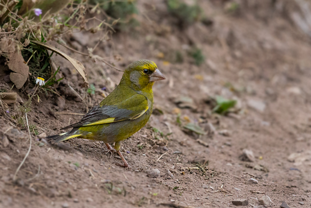 European Greenfinch