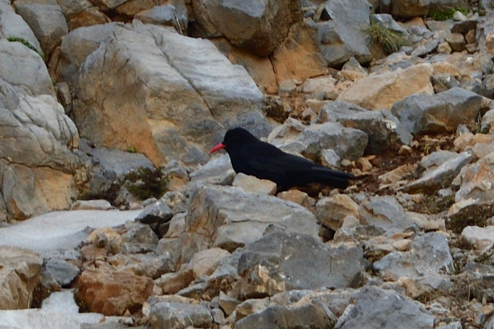 Red-billed Chough