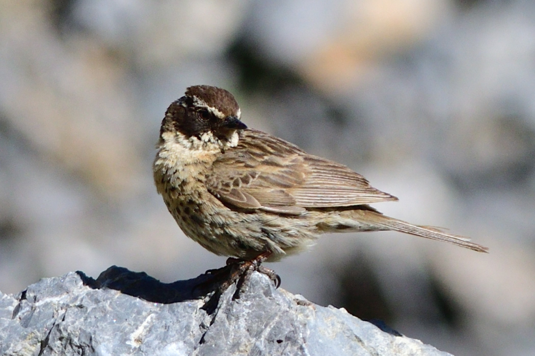 Radde`s Accentor