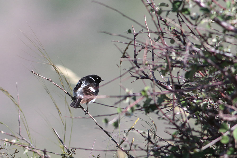 Siberian Stonechat