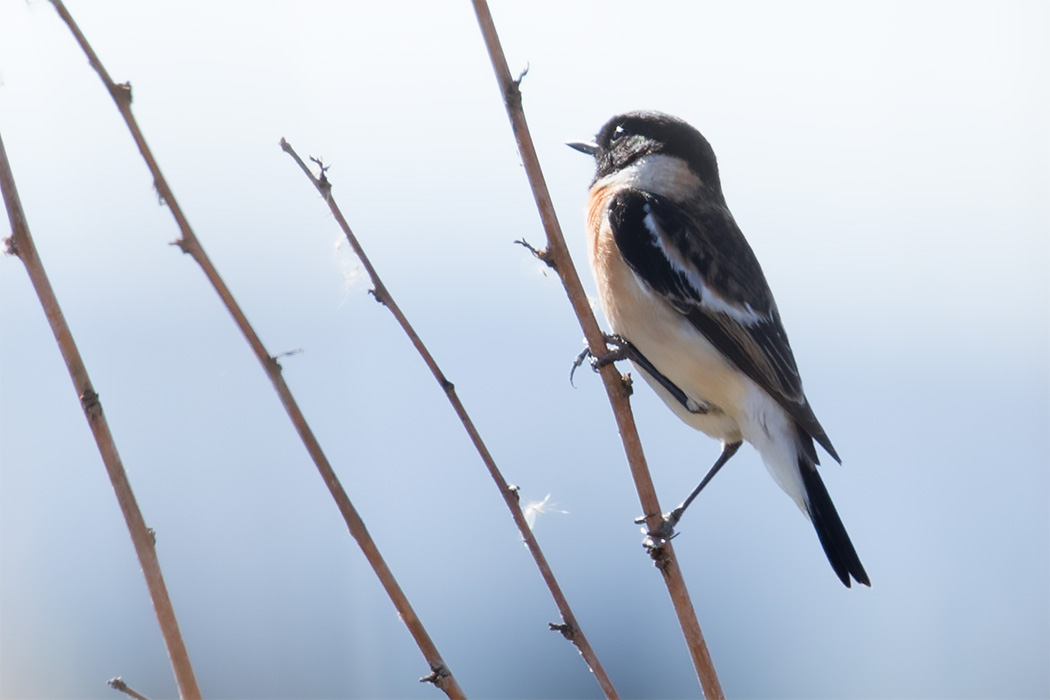 Siberian Stonechat
