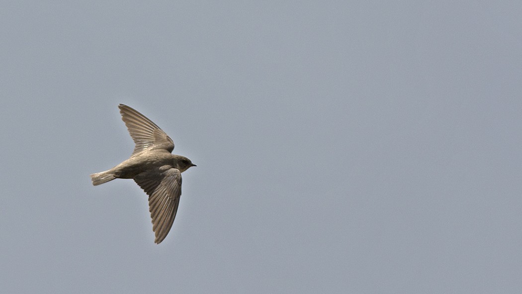 Eurasian Crag Martin