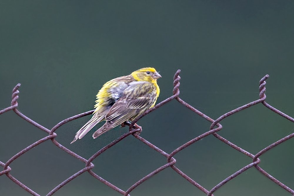 European Serin