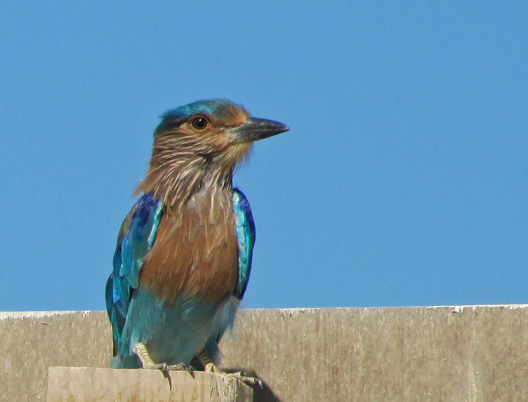 Indian Roller