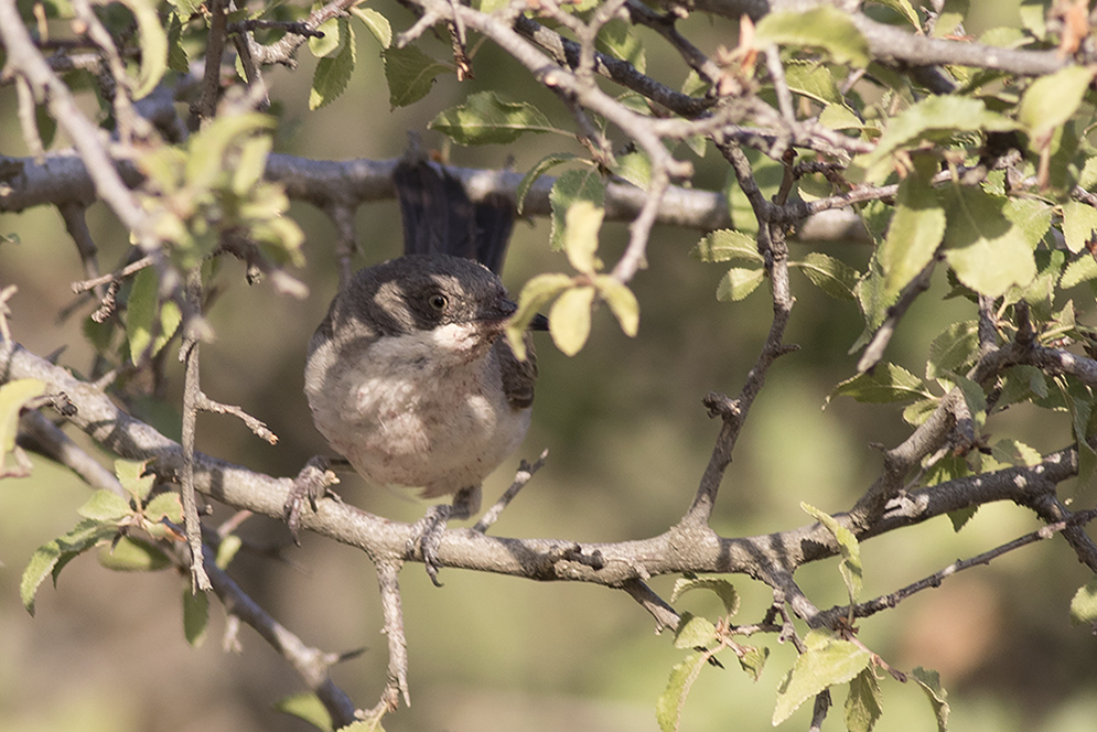 Eastern Orphean Warbler