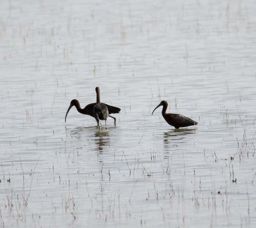 Glossy Ibis