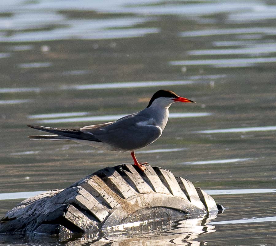 Common Tern
