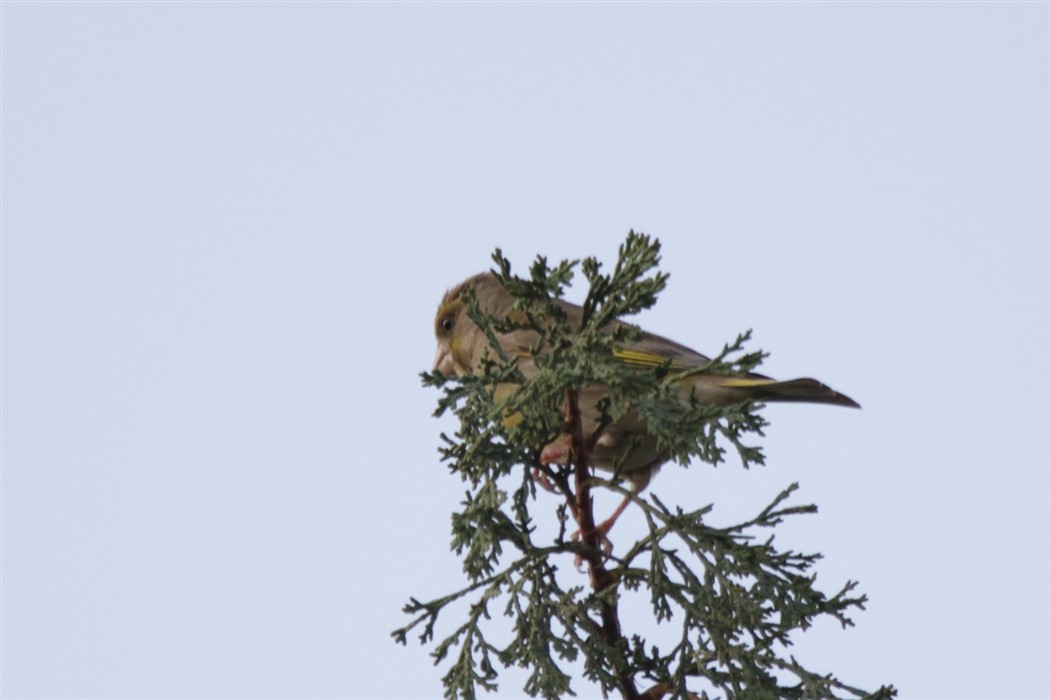 European Greenfinch