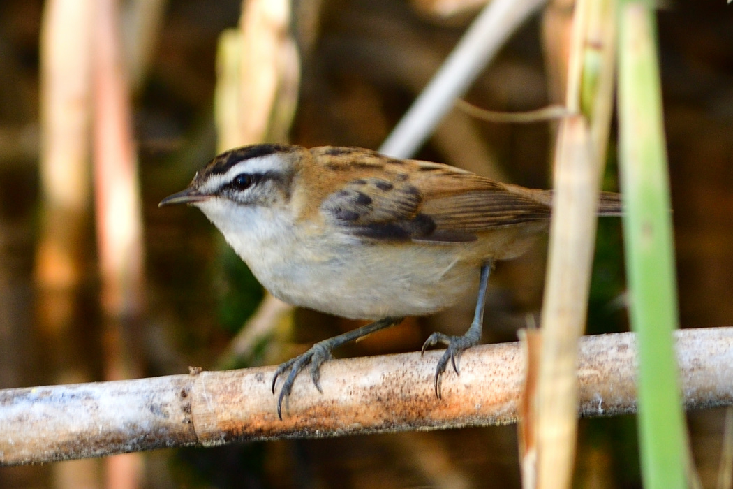 Moustached Warbler