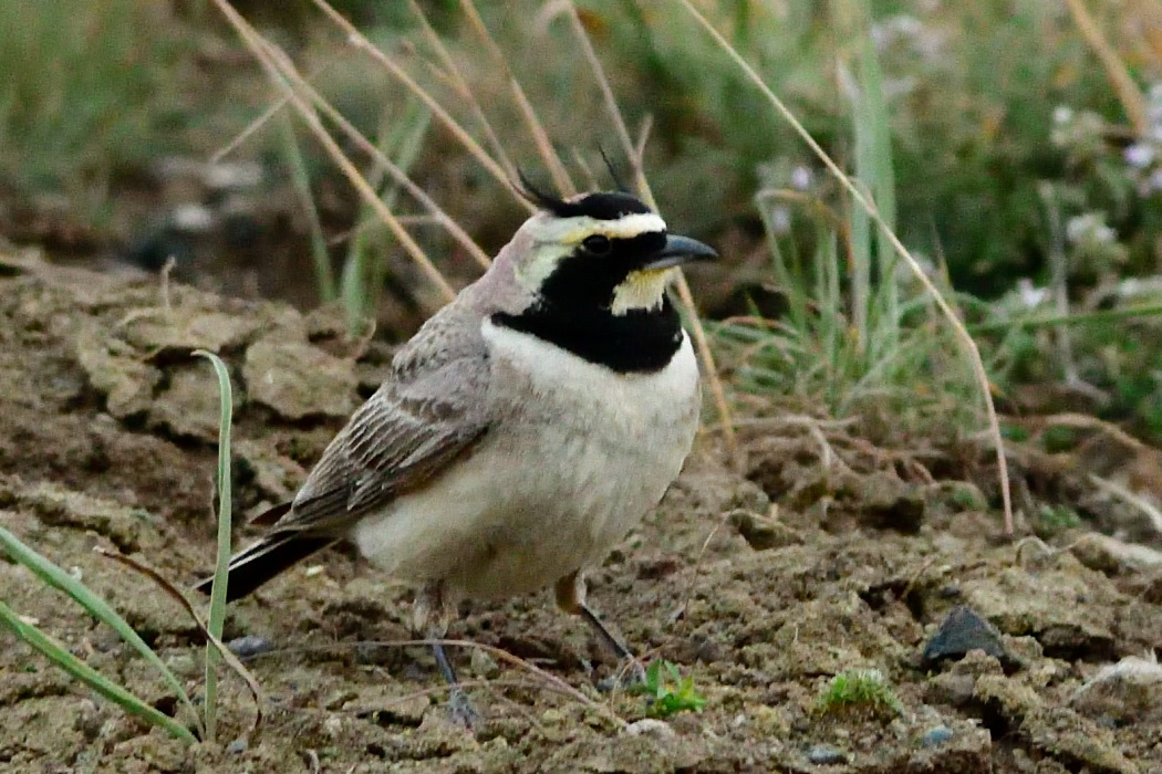 Horned Lark